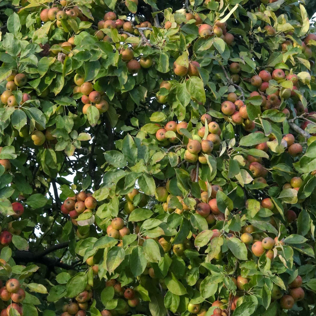 Les pommes bretonnes et biologiques pour l'huile végétale