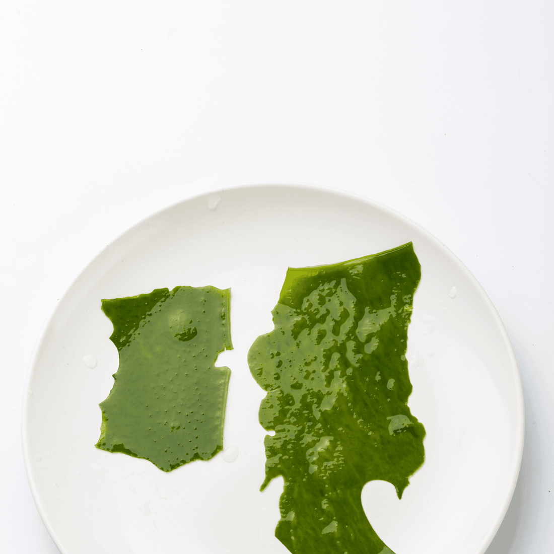 A la découverte des algues bretonnes - Beseed