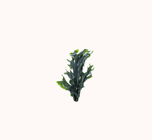 Eau cellulaire de Wakamé - Beseed