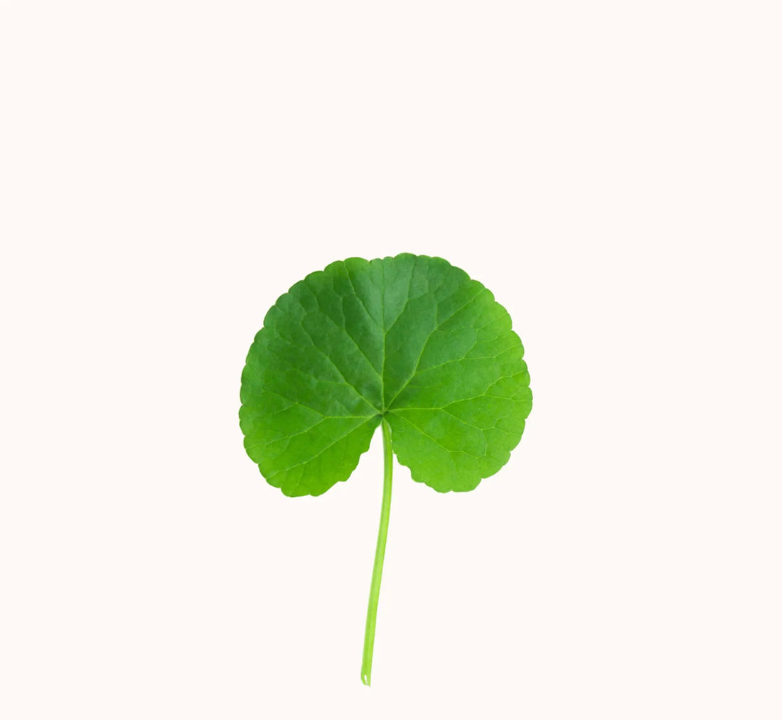 Extrait de Centella Asiatica - Beseed