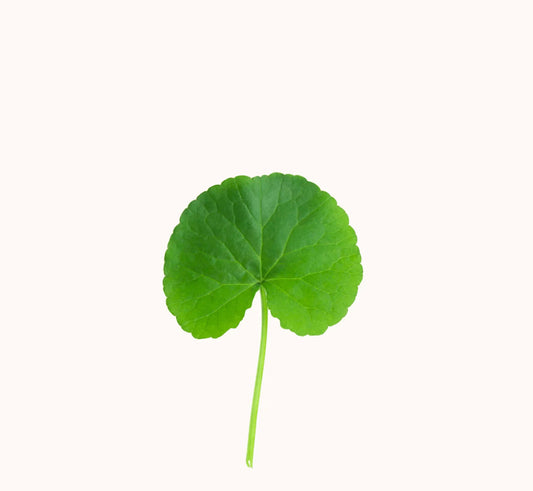 Extrait de Centella Asiatica - Beseed