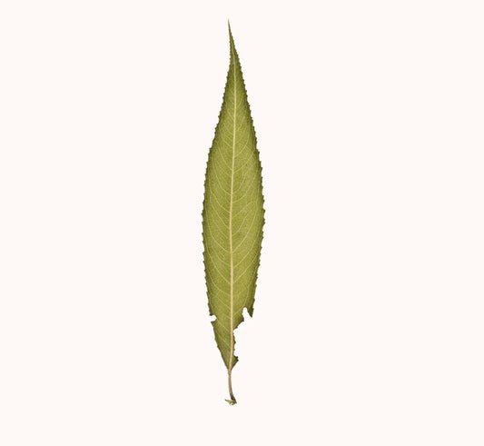 Extrait d'écorces de Saule noir - Beseed