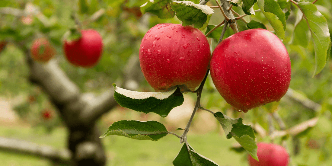 L’huile de pépins de pomme de Bretagne - Beseed
