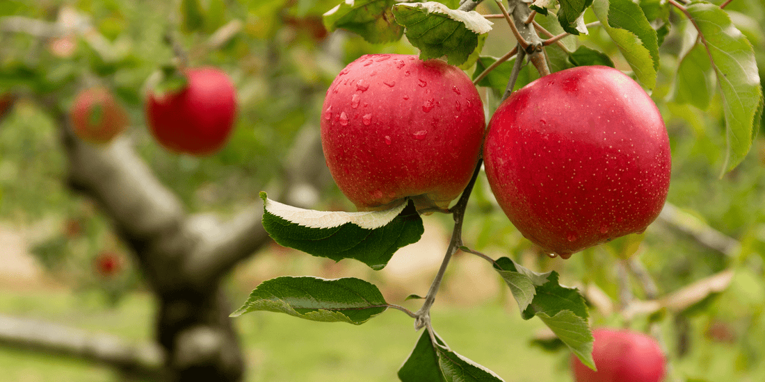 L’huile de pépins de pomme : une huile précieuse pour la peau - Beseed