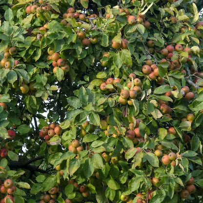 Les pommes bretonnes et biologiques pour l'huile végétale