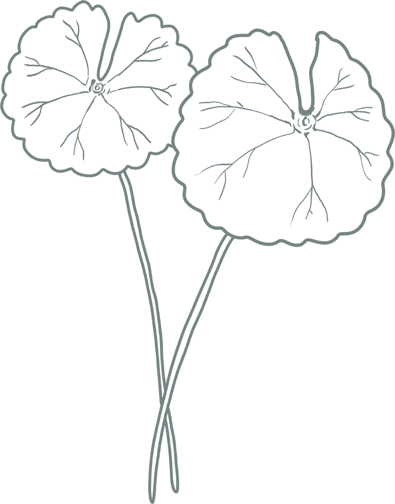 Extrait de Centella Asiatica
