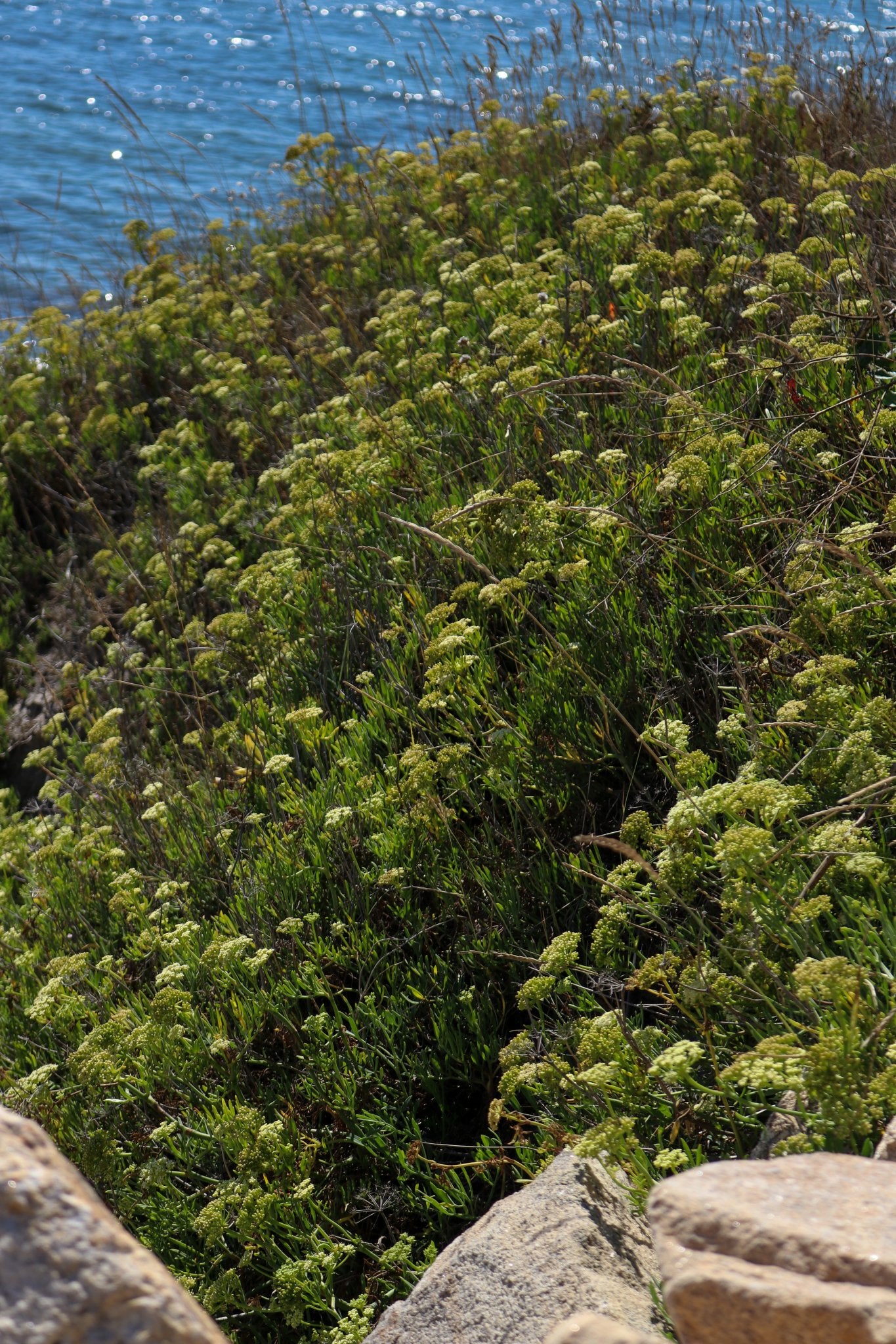 Photo d'une criste marine à Fouesnant, Bretagne